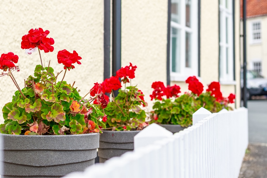 Summer-savings-potted-plants